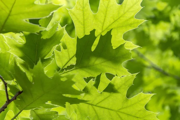 Full Frame Shot Sunny Illuminated Fresh Green Oak Leaves — Stock Photo, Image