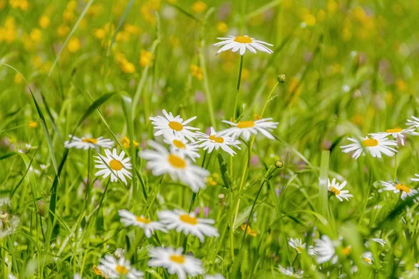 Nahaufnahme Von Sonnigen Blumen Auf Einer Wiese Zur Frühlingszeit — Stockfoto