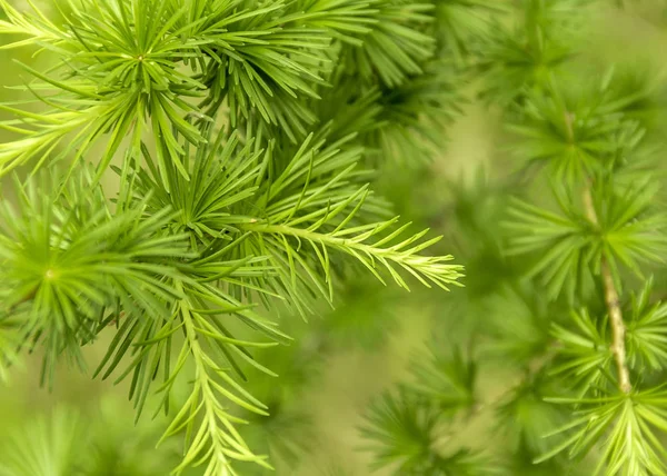 Tam Kare Taze Yeşil Larch Twigs Portre — Stok fotoğraf