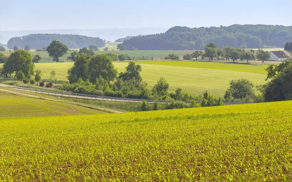 Bäuerliche Agrarlandschaft Mit Getreidefeld Zur Frühlingszeit Hohenlohe Einem Süddeutschen Landkreis — Stockfoto