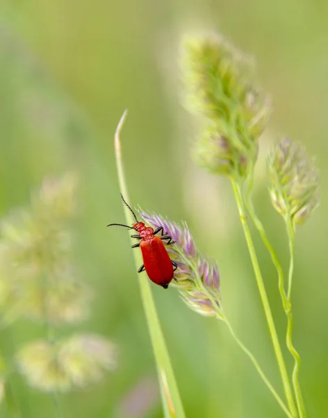 Röd Scarlet Lily Skalbagge Naturliga Gröna Gräsbevuxna Atmosfär — Stockfoto