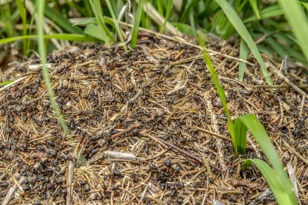 Detailní Záběr Mravenci Kolonie — Stock fotografie