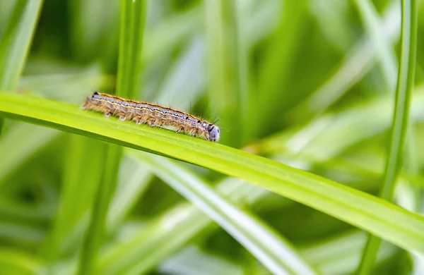 Färgglada Lönn Moth Caterpillar Naturlig Grön Leavy Atmosfär — Stockfoto