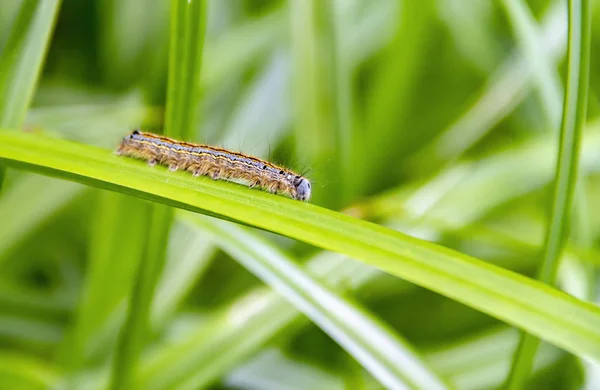 Színes Cseléd Moly Caterpillar Természetes Zöld Leavy Hangulatban — Stock Fotó