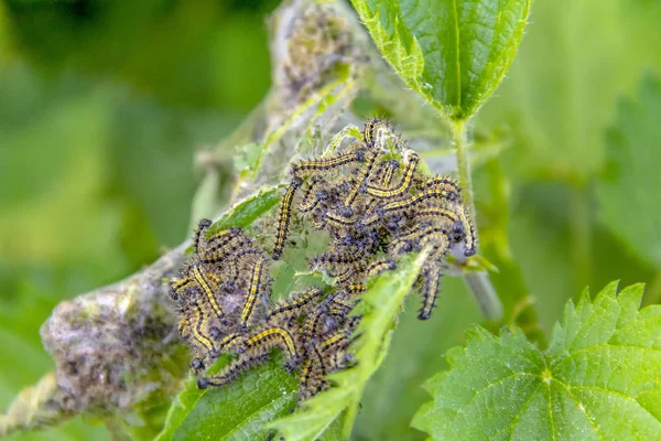 Koloni Små Sköldpadd Larver Naturlig Grön Leavy Atmosfär — Stockfoto