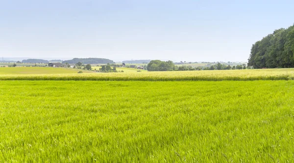 Paisagem Agrícola Rural Com Campo Cultivo Primavera Hohenlohe Distrito Sul — Fotografia de Stock