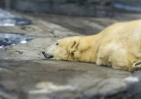 Kutup Ayısı Kayalık Soğuk Ortam Içinde Dinlenme — Stok fotoğraf