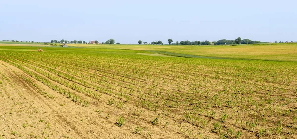 Bäuerliche Agrarlandschaft Mit Getreidefeld Zur Frühlingszeit Hohenlohe Einem Süddeutschen Landkreis — Stockfoto