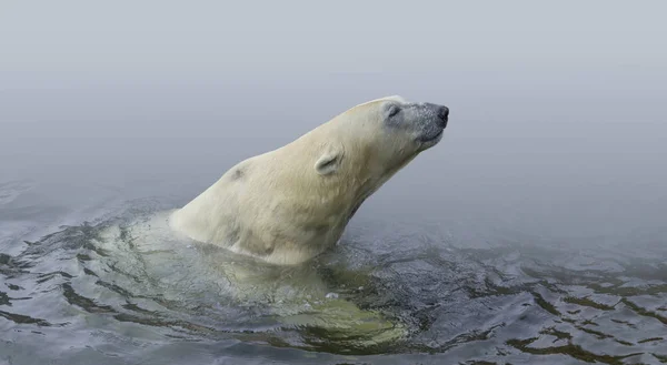 Ours Polaire Dans Eau Dégradé Isolé Dans Dos Gris Bleuâtre — Photo