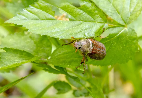 Puede Escarabajo Sentado Una Ramita Con Hojas Frescas Ambiente Natural —  Fotos de Stock
