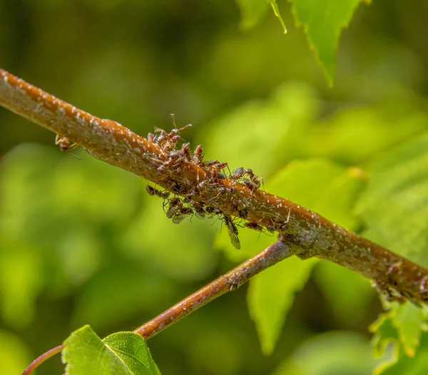 Colônia Piolhos Vegetais Protegida Por Algumas Formigas Close Ambiente Natural — Fotografia de Stock