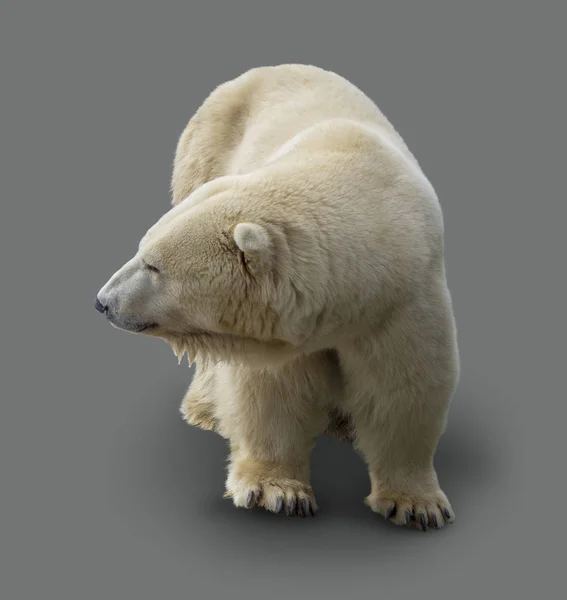 Niedźwiedź Polarny Białym Tle Kolorze Szarym Powrotem — Zdjęcie stockowe