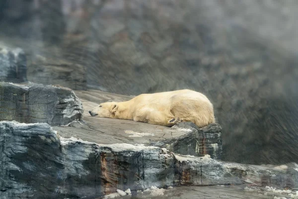 Πολική Αρκούδα Αναπαύεται Στο Βραχώδη Ψυχρός Ατμόσφαιρα — Φωτογραφία Αρχείου