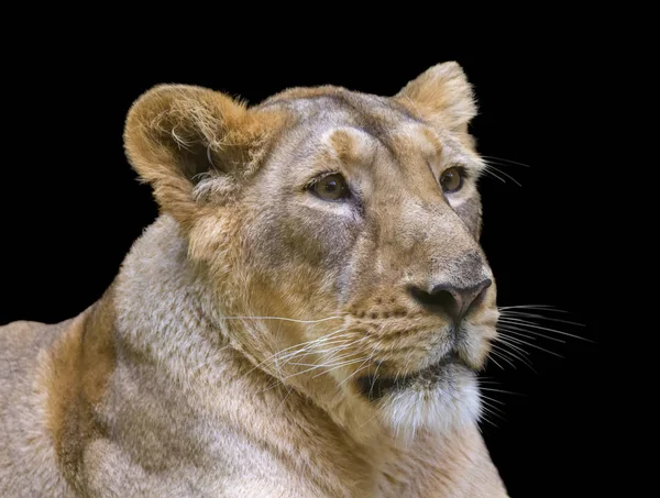 Lví Hlava Izolován Černé — Stock fotografie