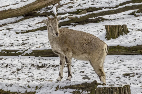 Cabra Salvaje Ambiente Nevado Invierno —  Fotos de Stock