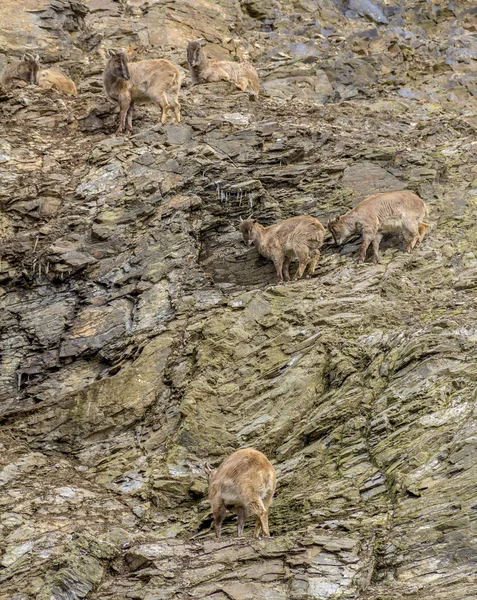 Sommige Tahrs Van Himalaya Klimmen Rotsachtige Sfeer — Stockfoto