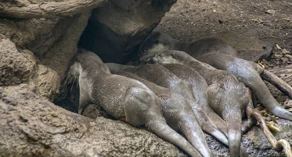 Low Angle Shot Showing Some Otters Tree Trunk — Stock Photo, Image