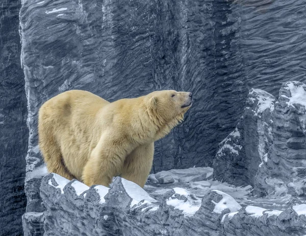 北极熊在岩石寒冷的气氛中 — 图库照片