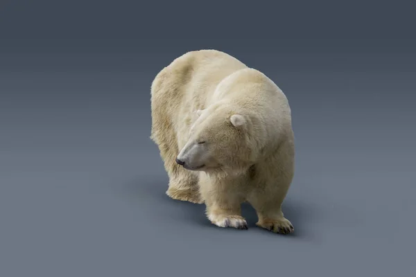 Eisbär Isoliert Bläulichen Gefälle Zurück — Stockfoto