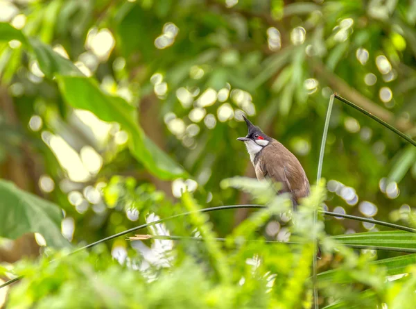 Indisches Paradies Fliegenschnäpper Sonniger Vegetation — Stockfoto