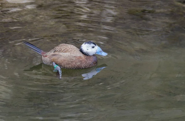 水辺の雰囲気でスイミング カオジロオタテガモ — ストック写真