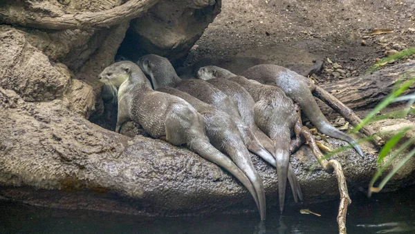 Some Otters Tree Trunk Riparian Ambiance — Stock Photo, Image