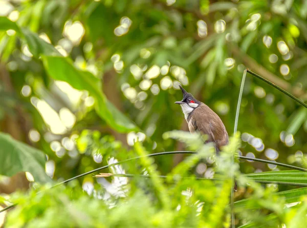 Flycatcher Paradis Indien Dans Une Végétation Ensoleillée — Photo