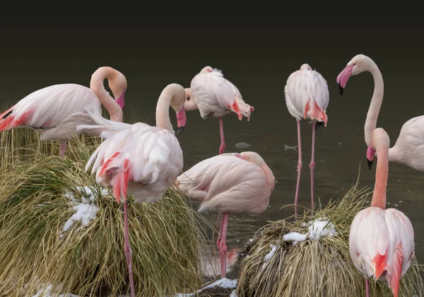 Enkele Flamingo Tijdens Winter Oeverstaten Sfeer — Stockfoto