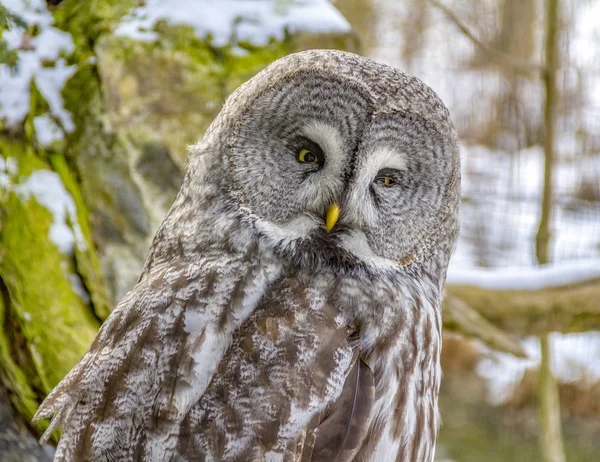 Grote Grijze Uil Wintertijd — Stockfoto