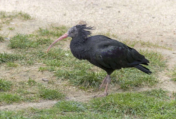 Northern Bald Ibis Grassy Sandy Ground — Stock Photo, Image