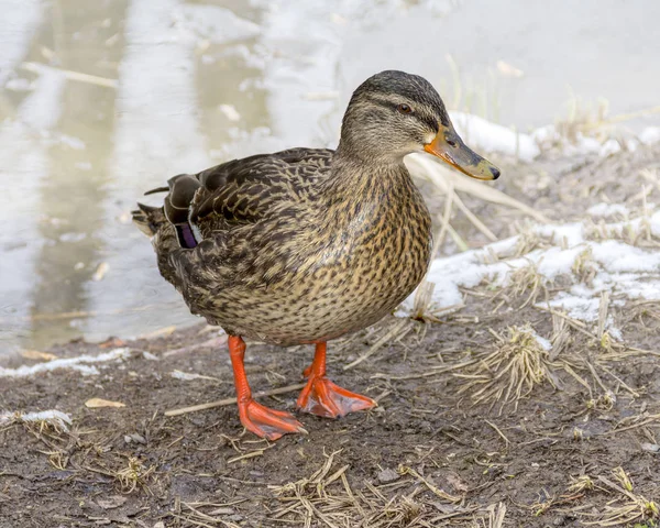 Small Duck Riparian Ambiance Winter Time — Stock Photo, Image