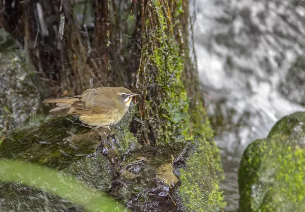 ぬれた石の多い雰囲気の小さな茶色の鳥 — ストック写真