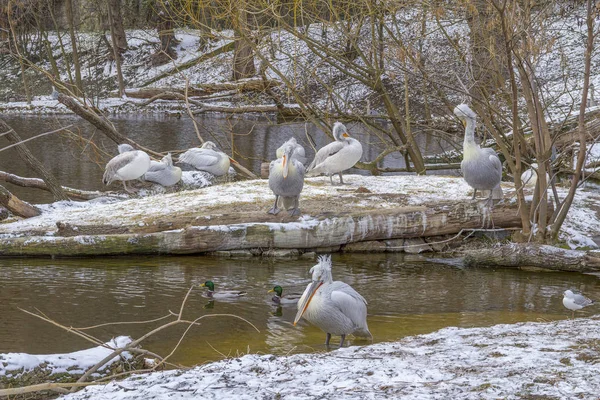 Oeverstaten Landschap Met Inbegrip Van Sommige Pelikanen Wintertijd — Stockfoto