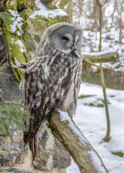 冬時カラフトフクロウ — ストック写真