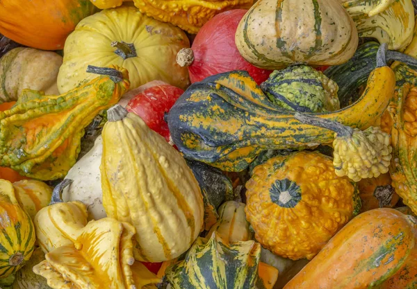 Full Frame Background Showing Lots Decorative Gourds — Stock Photo, Image