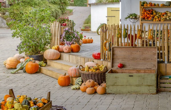 Herfst Arrangement Van Verschillende Pompoenen Rustieke Ambiance — Stockfoto