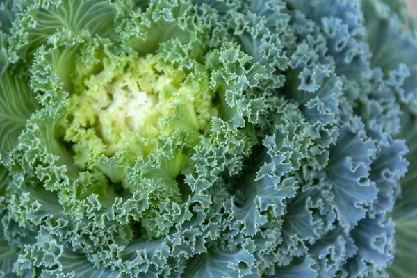 Full Frame Abstract Green Cabbage Leaves Detail — Stock Photo, Image