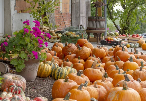 Autumnal Arrangement Various Pumpkins Rustic Ambiance — Stock Photo, Image