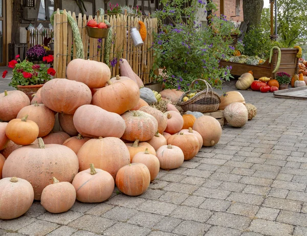 Autumnal Arrangement Various Pumpkins Rustic Ambiance — Stock Photo, Image