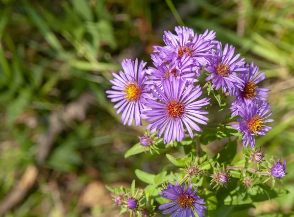Strzał Zbliżenie Kwiatów Aster Fiołek Naturalnej Atmosferze Maine Stany Zjednoczone — Zdjęcie stockowe