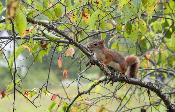 Red Squirrel Tree Seen Maine Usa — Stock Photo, Image