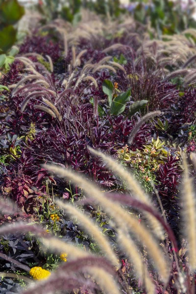 自然な雰囲気の中で草が茂った植物の配置状況 — ストック写真