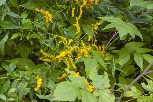 Nahaufnahme Einer Goldrutenblume Natürlicher Umgebung Maine Usa — Stockfoto