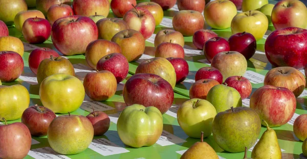 Olika Äpple Och Päronträd Raser Solig Atmosfär — Stockfoto