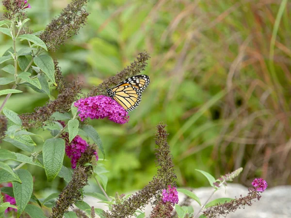 Mariposa Monarca Sobre Una Flor Violeta Ambiente Natural Visto Maine — Foto de Stock