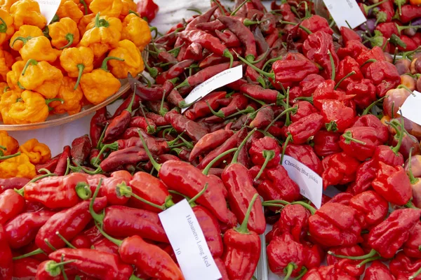 Anordnung Verschiedener Chili Sorten — Stockfoto