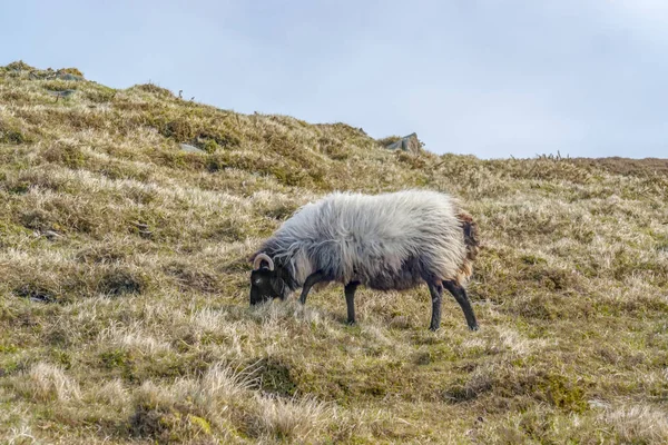 Vesnice Názvem Baechlingen Hohenlohe Oblast Jižním Německu Letní Době — Stock fotografie