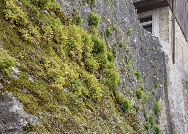 Mossy Igenväxta Historiska Stenmur Närbild — Stockfoto