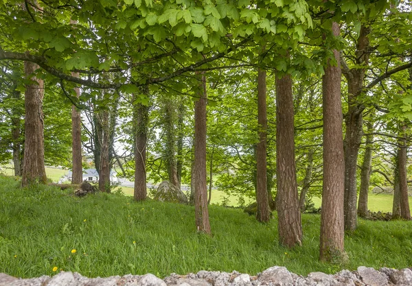 Paisagem Parque Mostrando Uma Parede Pedra Árvores Vistas Irlanda — Fotografia de Stock