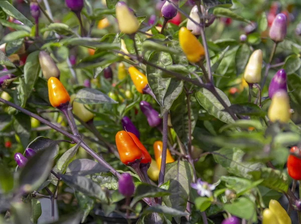 Chili Plants Colorful Fruits Sunny Ambiance — Stock Photo, Image